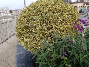 路边盛开的黄色花卉植物