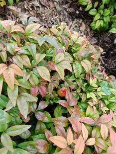 多彩叶片植物特写