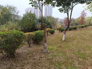 秋日公园绿植景观