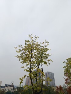 秋日城中树木景致