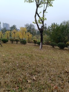 秋日公园草地树木景致