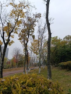 秋日林间小道风景