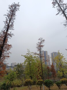 城市中萧瑟的树木景观