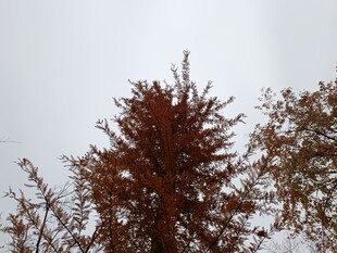 冬日红褐树木景致