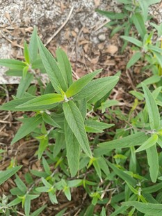 野外生长的绿色植物