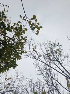 枝头绿叶与光秃枝干