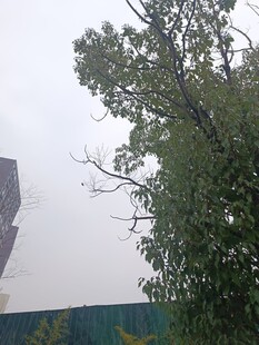 狂风中摇曳的树木