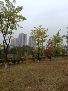 城市公园秋日草地风景