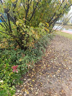 秋日小径旁的繁茂绿植