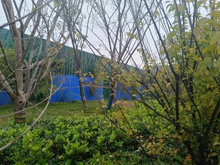 户外绿植与蓝色建筑景观