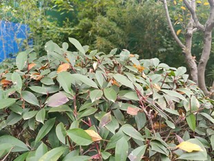 多彩叶片的植物景观