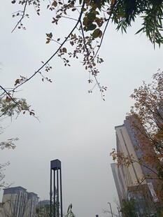 城市中树木与建筑景观