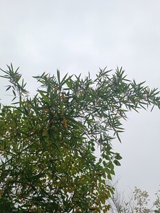 枝叶繁茂的绿植