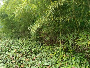 竹林下的繁茂水生植物