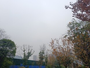 户外朦胧景色中的树木