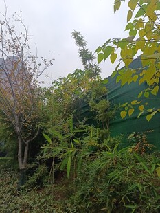 绿意盎然的户外植物景观