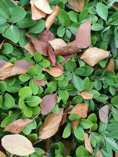 绿叶间的多彩落叶