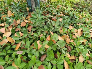 地面上的多彩落叶与绿植