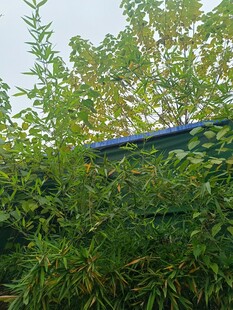 户外绿植中的蓝色长条物