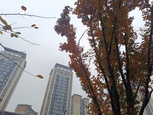 秋日城市中斑斓树木景观