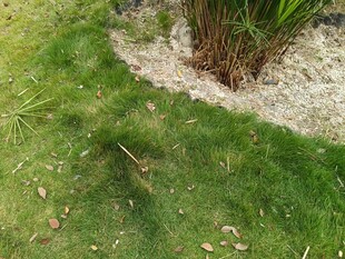 草坪边的绿植景观