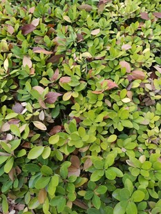 绿叶繁茂的植物景观