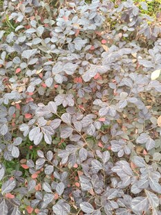 地面散落的多彩树叶