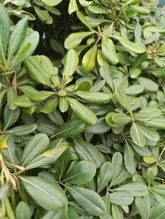 绿叶繁茂的植物景观