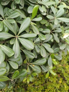 绿叶繁茂的植物景观