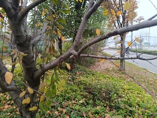 秋日路边的萧瑟树木