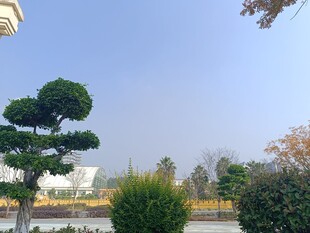 园林景观中的精致造型绿植