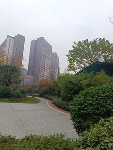 城市中绿树环绕的开阔场地