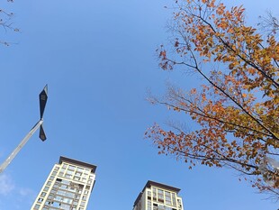 秋日蓝天下的高楼与树木