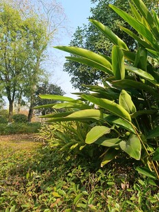 绿意盎然的户外植物景观