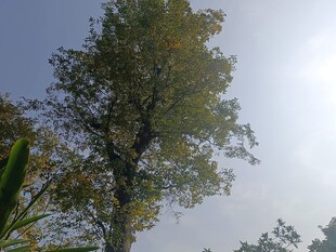 阳光下的葱郁树木