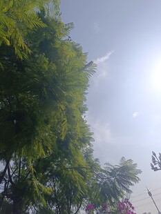 阳光下的葱郁绿树