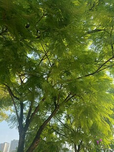 绿叶繁茂的树枝