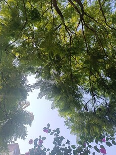 仰视繁茂枝叶间的天空