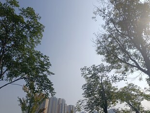 城市中绿树与蓝天的景致