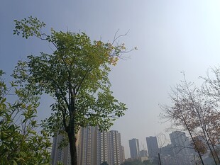 城市中绿意盎然的树木