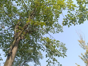 夏日绿树蓝天清新景象