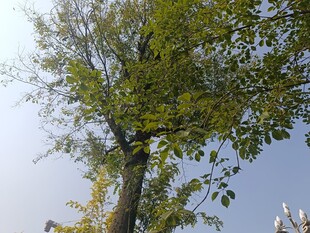 挺拔绿树映蓝天