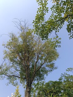 蓝天映衬下的葱郁树木