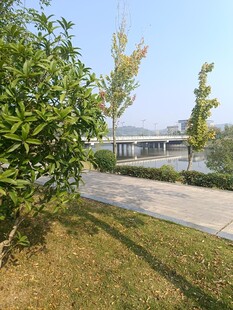 户外绿植旁的开阔景致