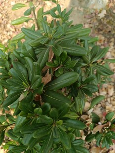 绿叶繁茂的低矮植物