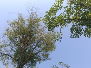 蓝天绿树自然美景