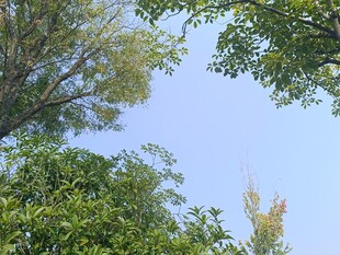 仰视绿树蓝天美景