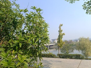 湖畔绿树成荫的宜人景致