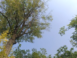 蓝天映衬下的葱郁树木