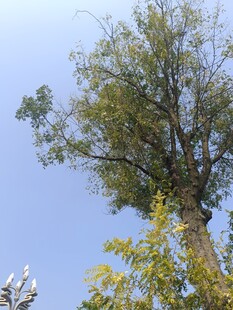 蓝天映衬下的繁茂树木